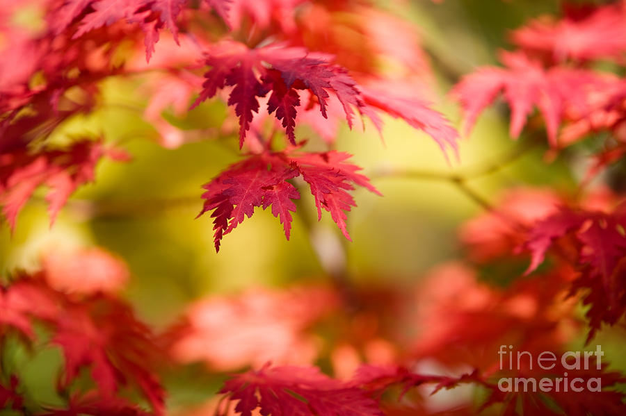 Japanese maple Photograph by Kati Finell