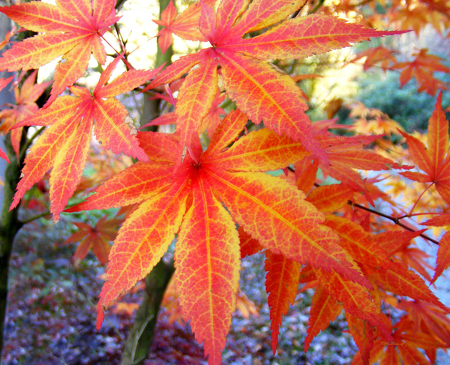 Japanese Maple Leaves 13 in the Fall Photograph by Duane McCullough