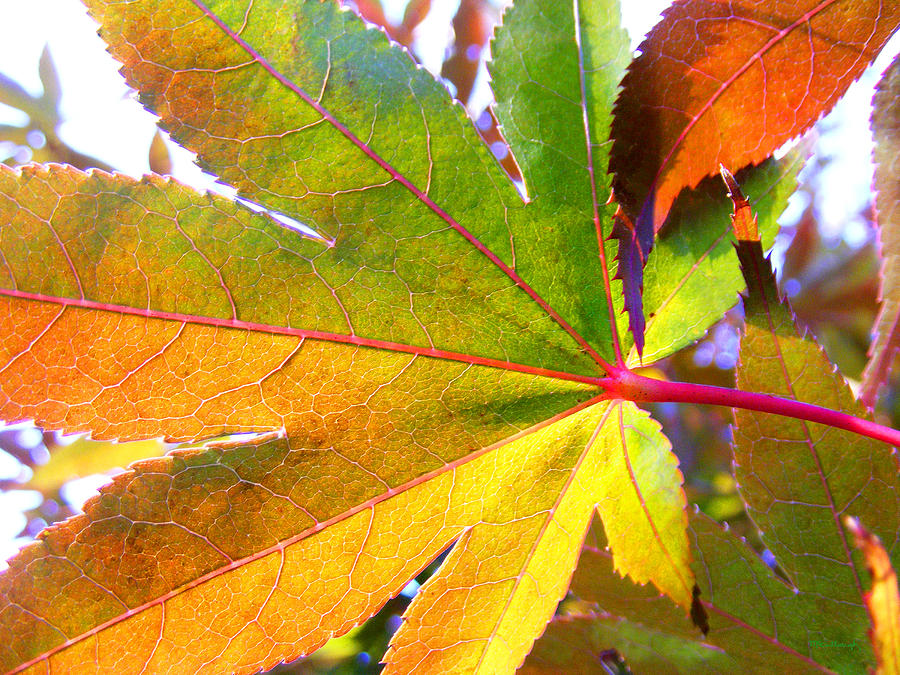 Fall Photograph - Japanese Maple Leaves 7 in the Fall by Duane McCullough