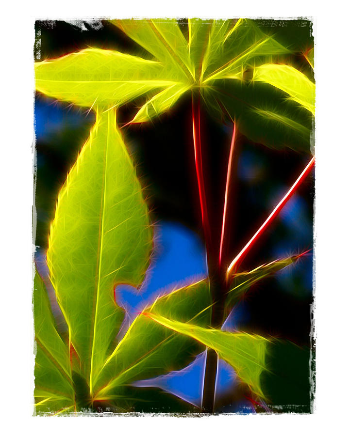 Japanese Maple Leaves Photograph by Judi Bagwell