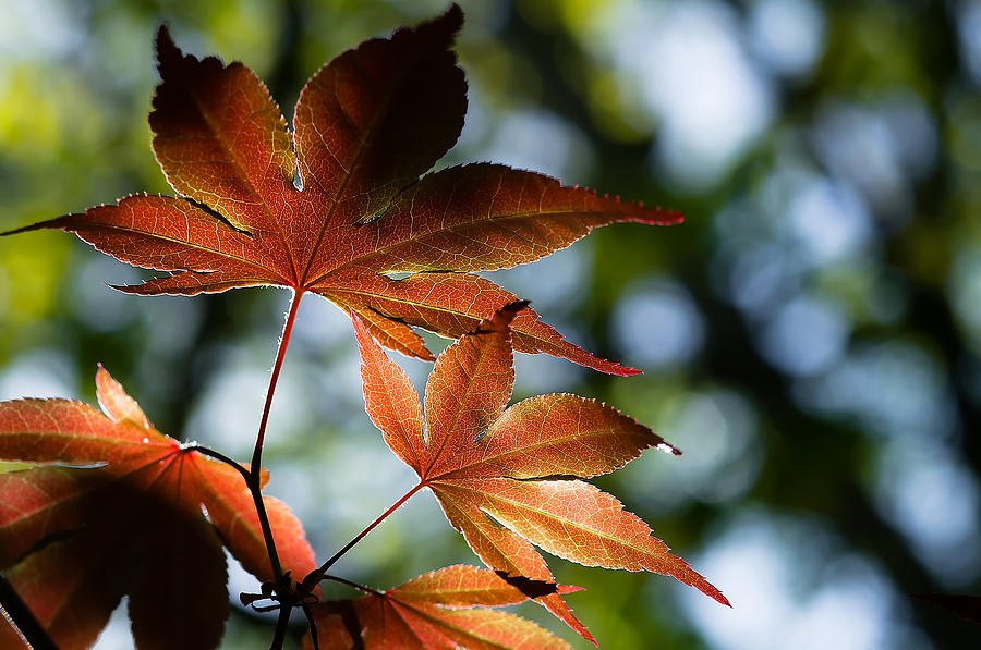 Japanese Maple Leaves Photograph by Lori Coleman