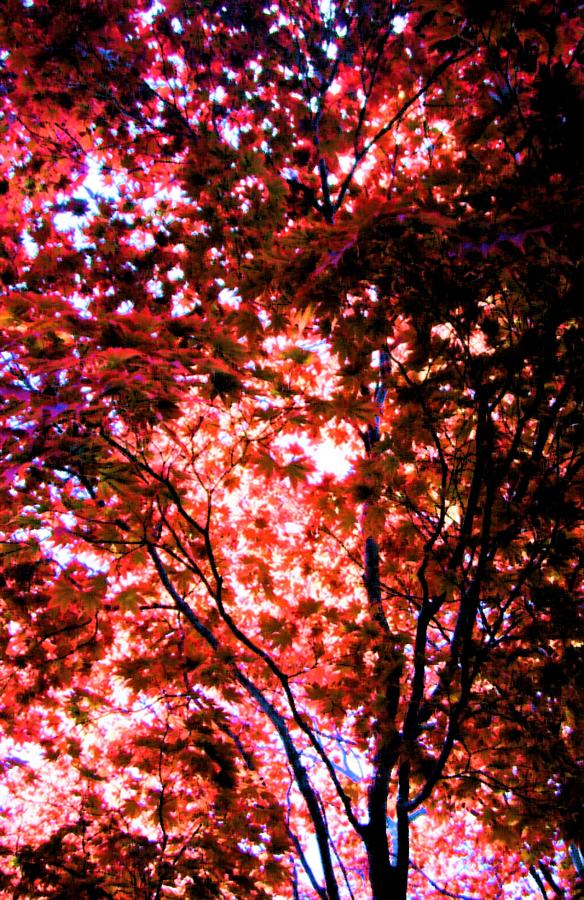Japanese Maple Photograph by Susan Carella