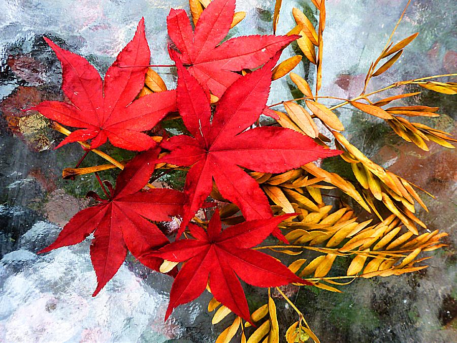 Japanese Maple With Locust Leaves Photograph by Beth Akerman