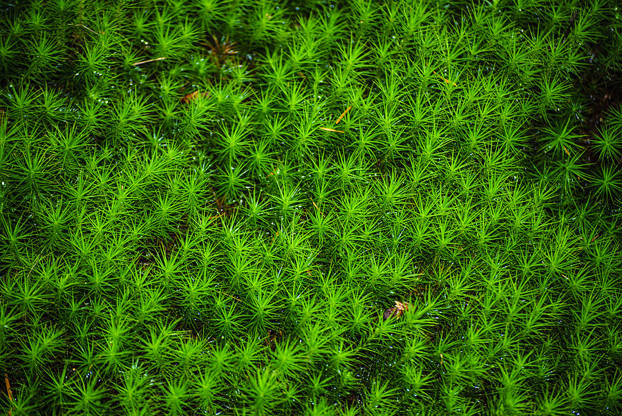 japanese moss photograph by diego re japanese moss photograph by diego re