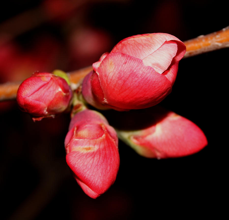 Japanese Quince - 3 Photograph by Robert Morin
