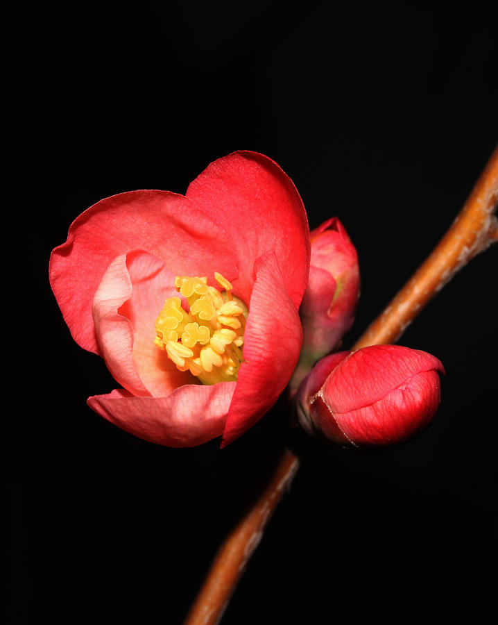 Japanese Quince - 4 Photograph by Robert Morin