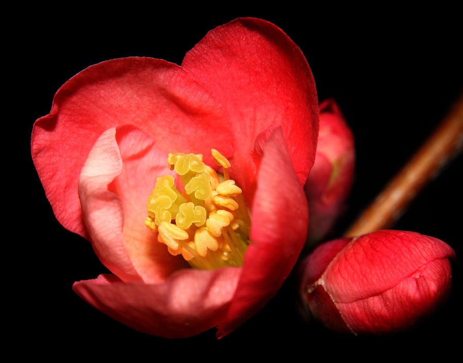Japanese Quince - 5 Photograph by Robert Morin