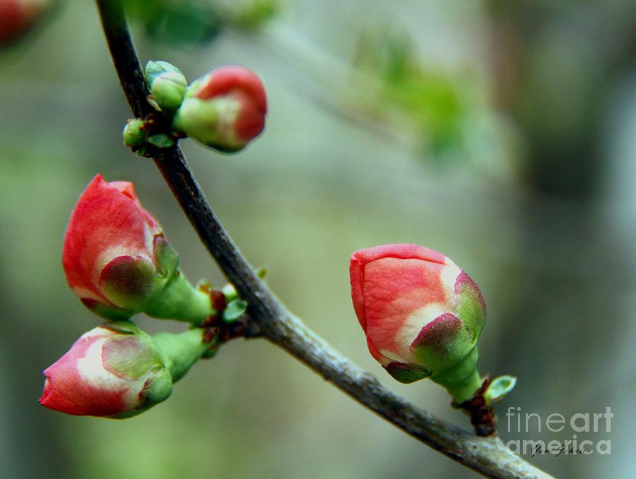 Japanese quince Photograph by Yumi Johnson