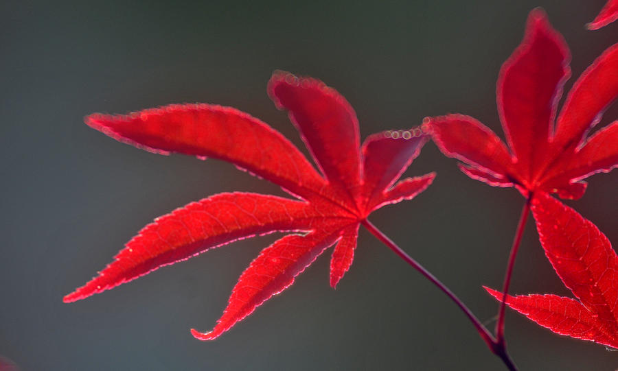 Japanese Red Maple 2 Photograph by Douglas Pike