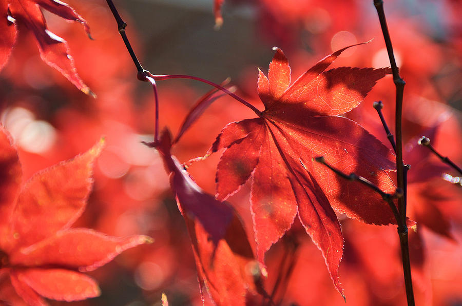 Japanese Red Maple Photograph by Jan Amiss Photography