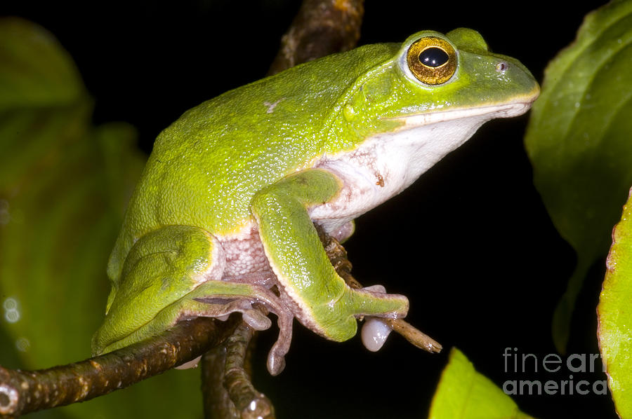Wildlife Photograph - Japanese Rhacophoprid Frog by Dante Fenolio