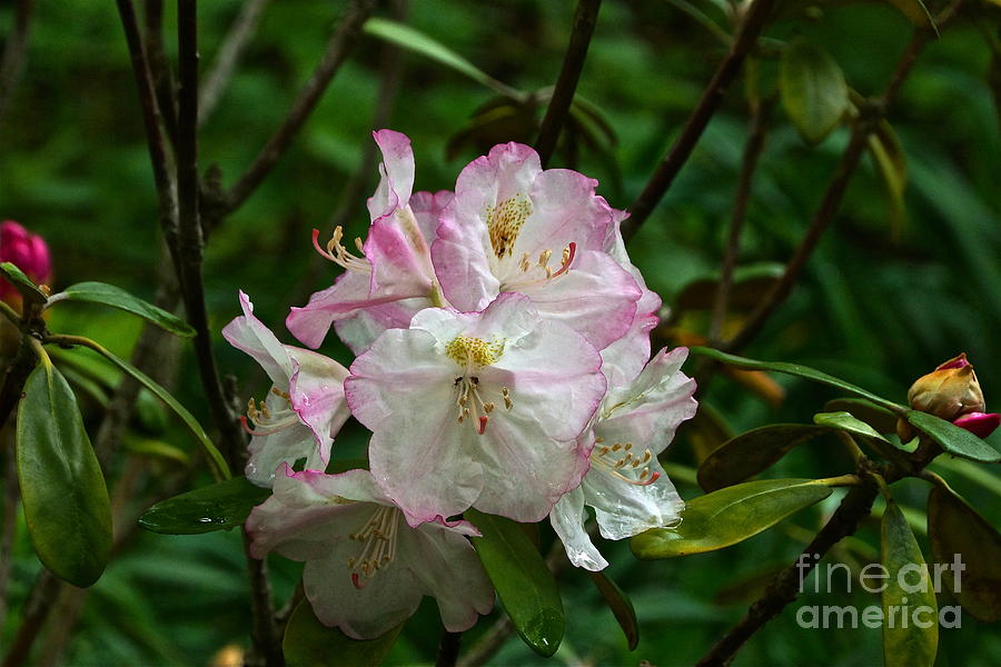 Rhododendron Makinoi Photograph - Japanese Rhododendron by Byron Varvarigos