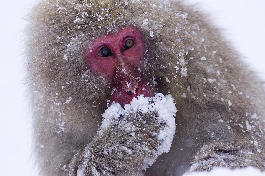 Japanese Snow Monkey Photograph by Natural Selection Anita Weiner ...