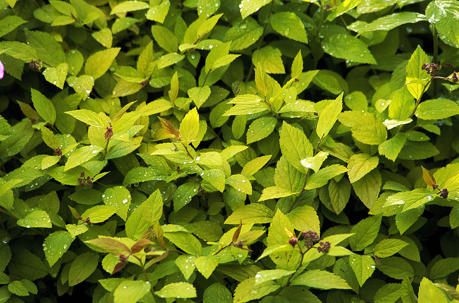 Japanese Spirea Spirea Gold Flame Photograph By Archie Young