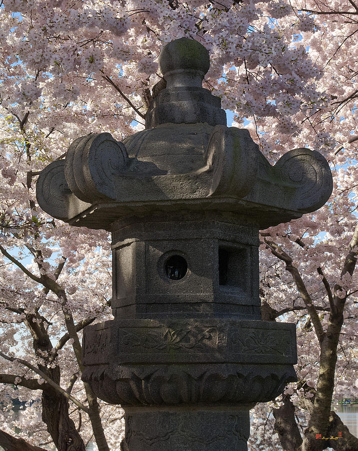 Japanese Stone Lantern and Cherry Trees DS025 Photograph by Gerry Gantt