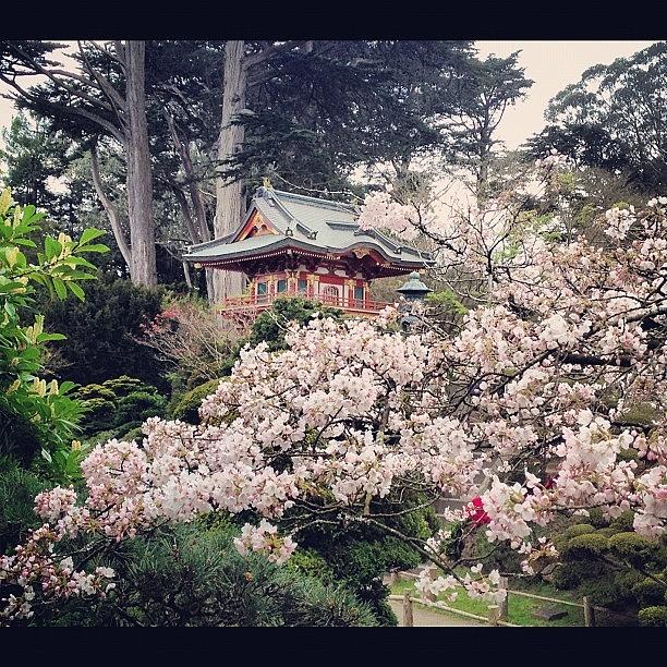 Japanese Tea Gardens Photograph by Edward Madani