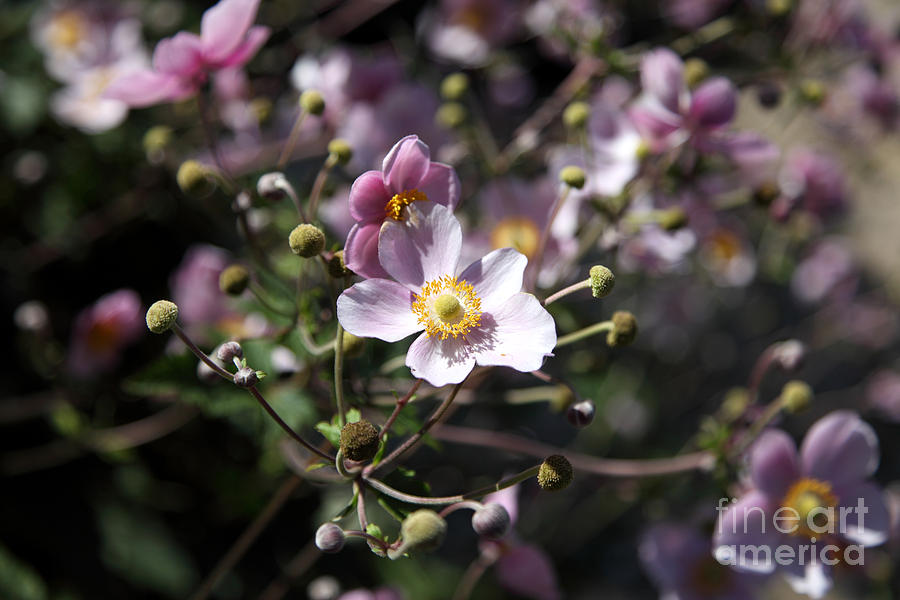 Japanese Windflowers Photograph by Ted Kinsman
