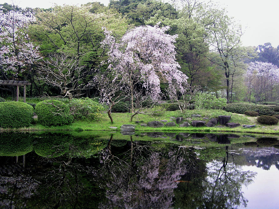 Japans Imperial Garden Photograph by Helaine Cummins