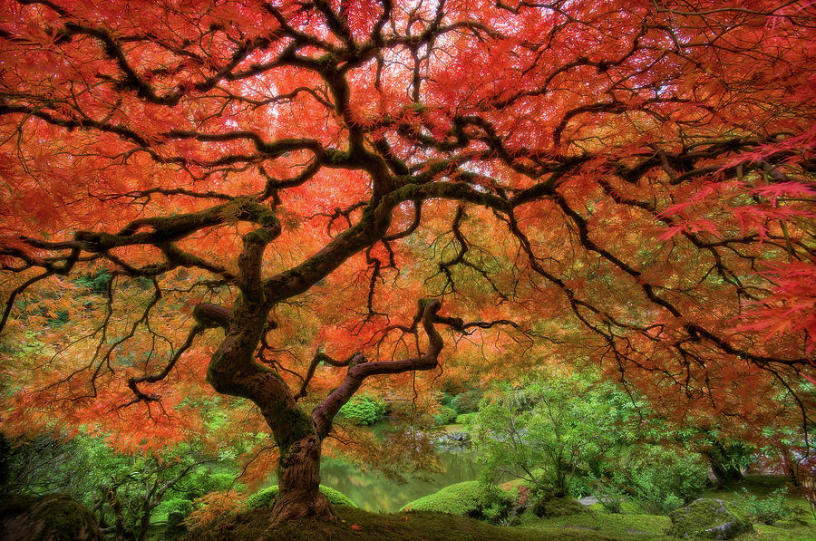 Japenese Garden, Portland by Jesse Estes