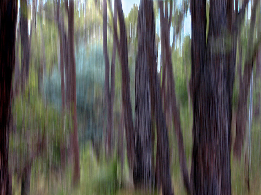 Abstract Photograph - Jarrah I by Michelle Wrighton
