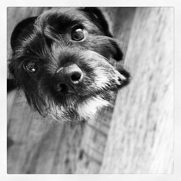 Dog Photograph - #jaseyrae #puppy #cute #scruff #pup by Hollyan Trainer