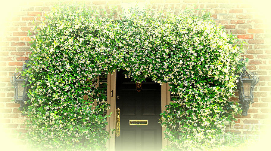 Jasmine Covered House Door in Charleston SC Photograph by Susanne Van Hulst