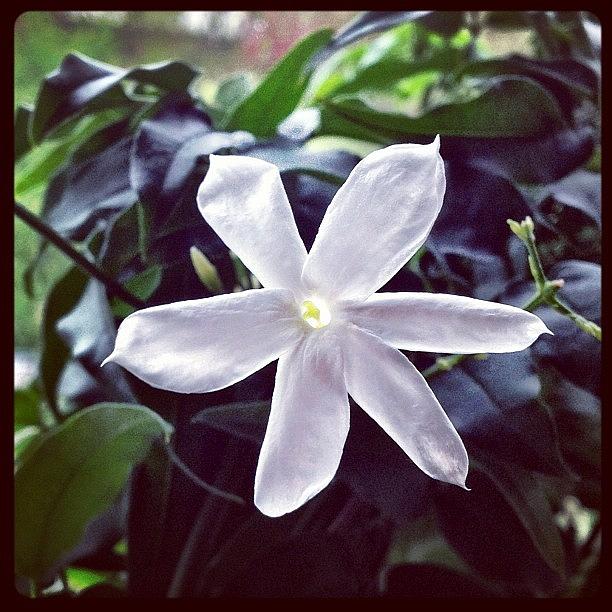 Nature Photograph - #jasmine #flower #plant #sent #smell by Miss Wilkinson