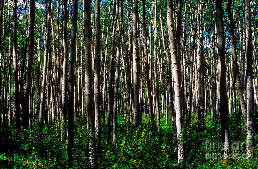 Jasper - Aspen Trees 1 Photograph by Terry Elniski