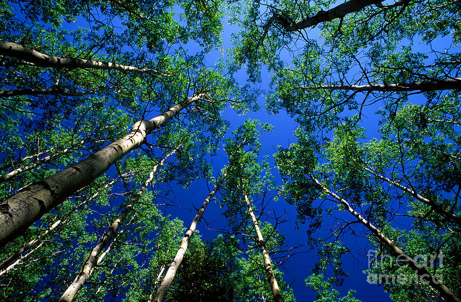 Jasper - Aspen Trees 2 Photograph by Terry Elniski