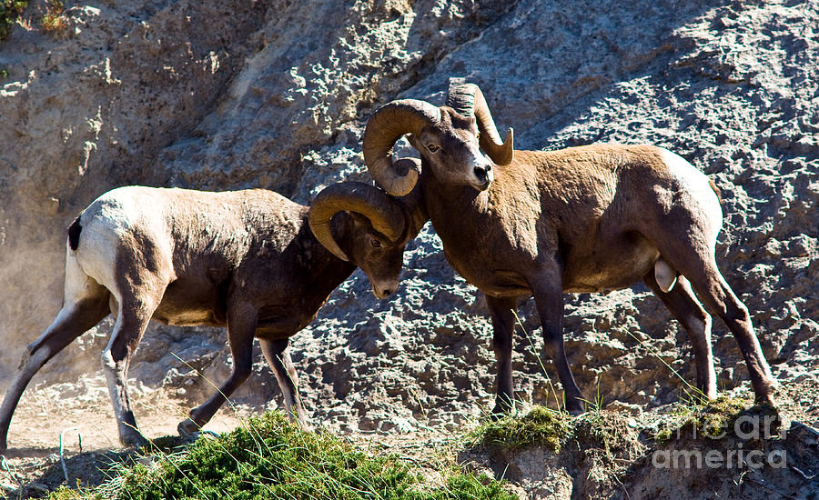 Jasper - Bighorn Sheep Photograph by Terry Elniski
