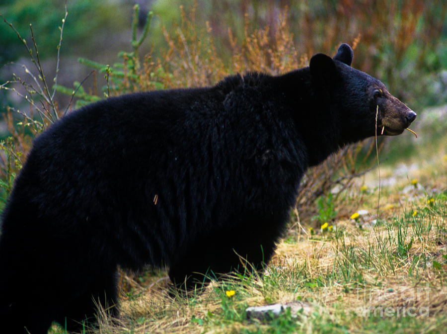 Wildlife Photograph - Jasper - Black Bear by Terry Elniski
