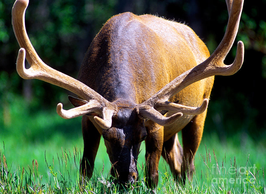 Jasper - Bull Elk 1 Photograph by Terry Elniski