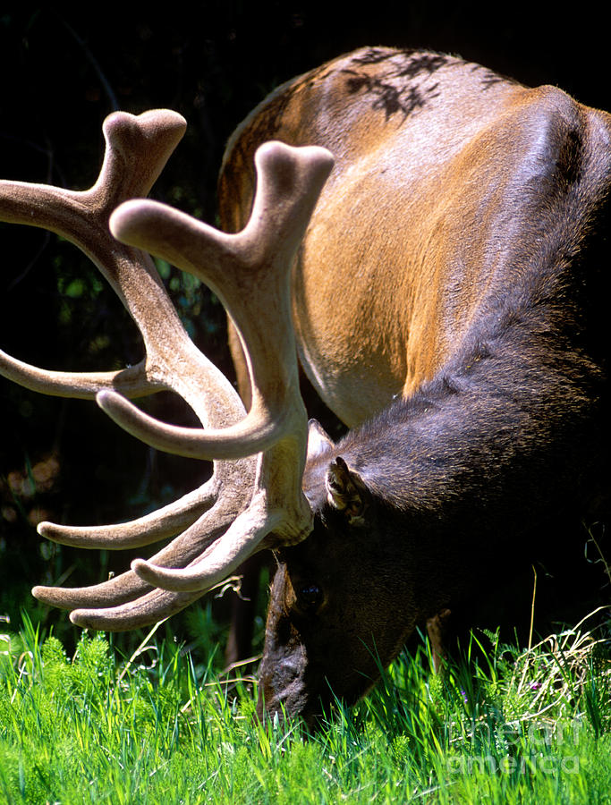 Jasper - Bull Elk 2 Photograph by Terry Elniski