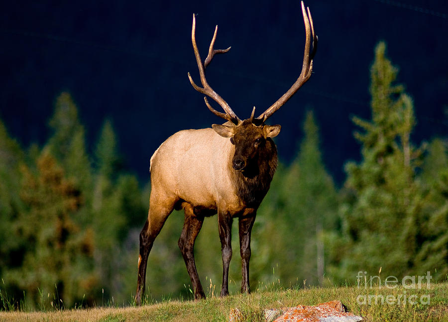 Jasper - Bull Elk 3 Photograph by Terry Elniski