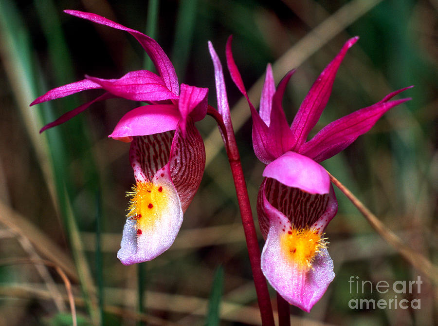 Jasper - Calypso Orchid 2 Photograph by Terry Elniski
