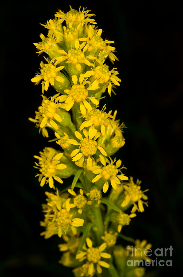 Jasper - Canada Goldenrod Wildflower 2 Photograph by Terry Elniski