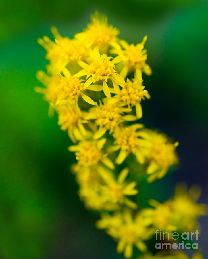 Jasper - Canada Goldenrod Wildflower Photograph by Terry Elniski