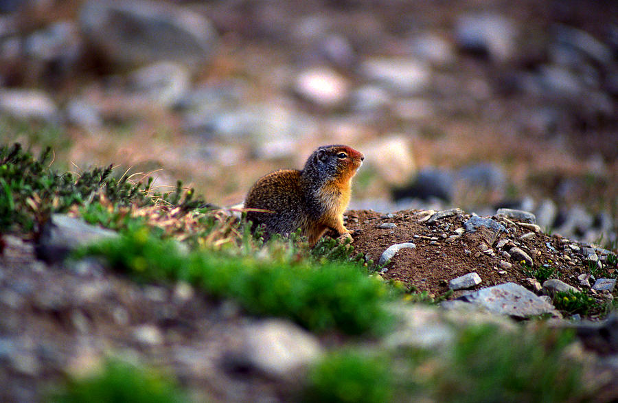 Wildlife Photograph - Jasper - Columbian Ground Squirrel by Terry Elniski