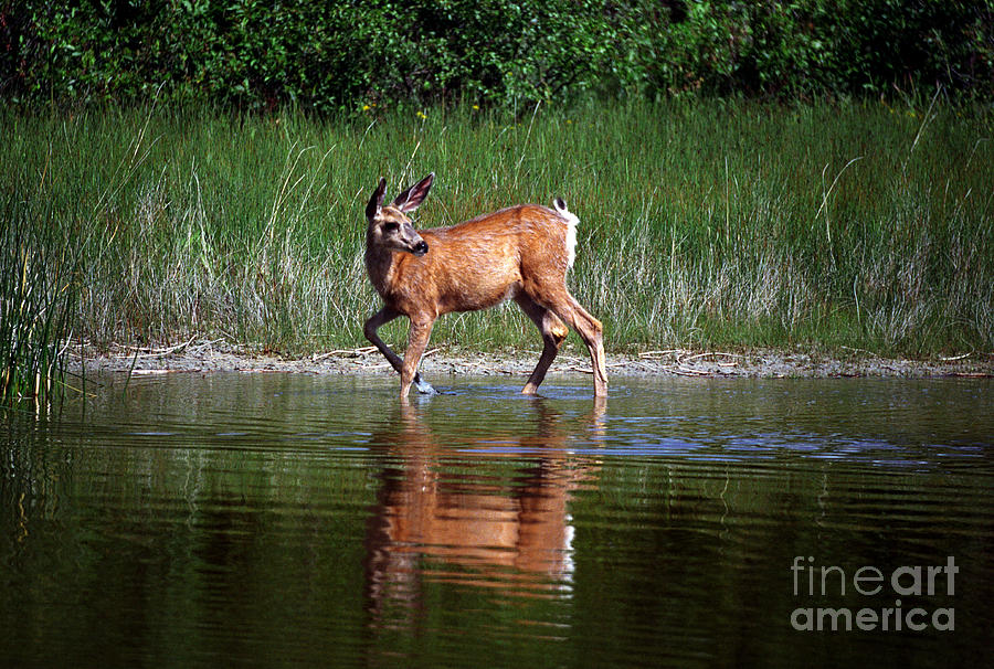 Deer Photograph - Jasper - Deer In Water by Terry Elniski