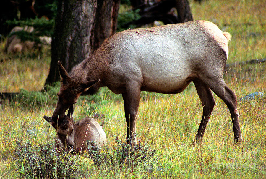 Jasper - Elk And Calf Photograph by Terry Elniski