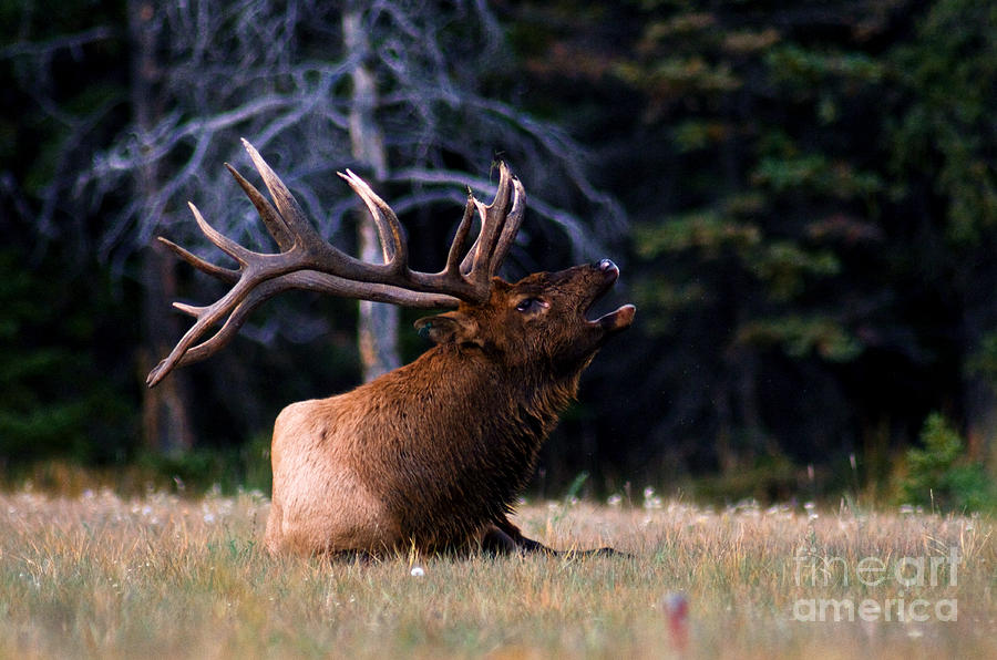 Jasper - Elk Rutting Season 4 Photograph by Terry Elniski