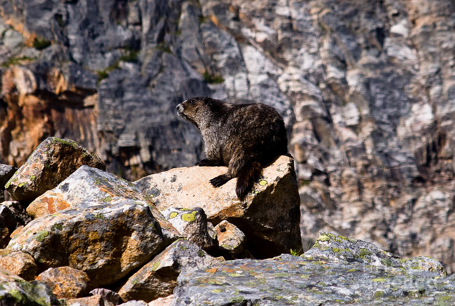 Jasper - Marmot Photograph by Terry Elniski