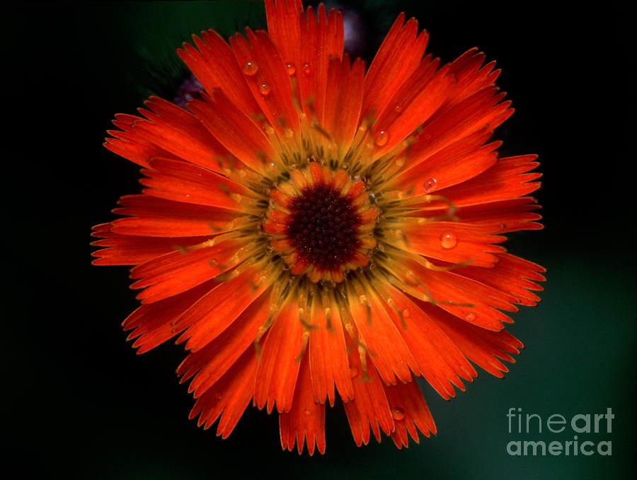 Jasper - Orange Hawkweed Photograph by Terry Elniski