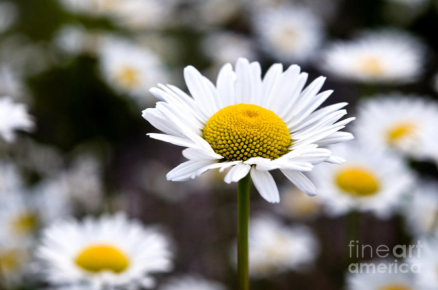 Jasper - Oxeye Daisy Wildflower 1 Photograph by Terry Elniski