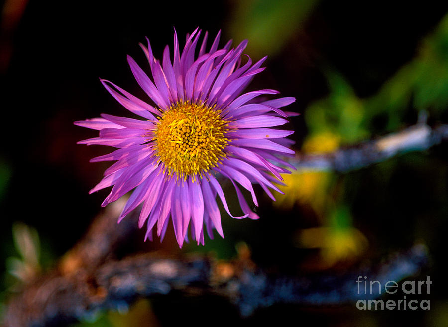 Jasper - Subalpine Fleabane Wildflower 3 Photograph by Terry Elniski