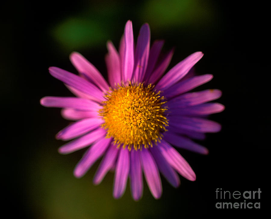Jasper - Subalpine Fleabane Wildflower 4 Photograph by Terry Elniski