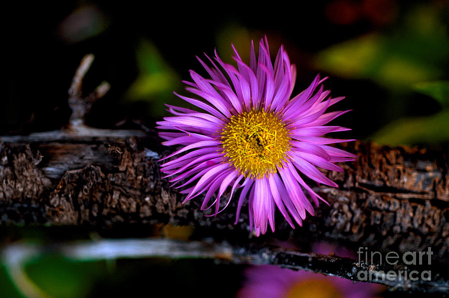 Jasper - Subalpine Fleabane Wildflower 5 Photograph by Terry Elniski