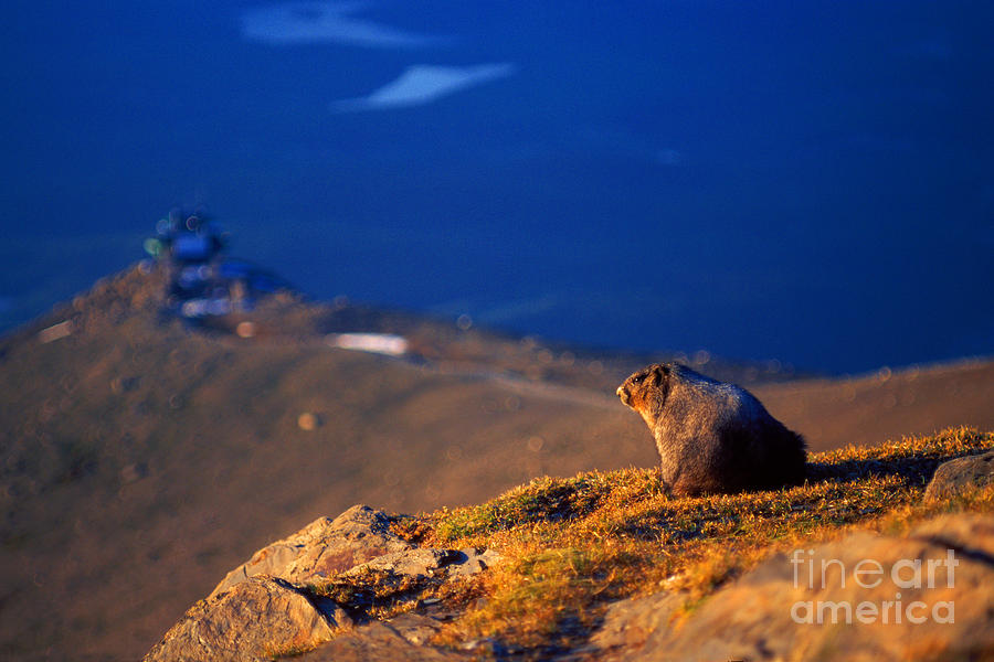 Jasper - Whistlers Marmot Photograph by Terry Elniski