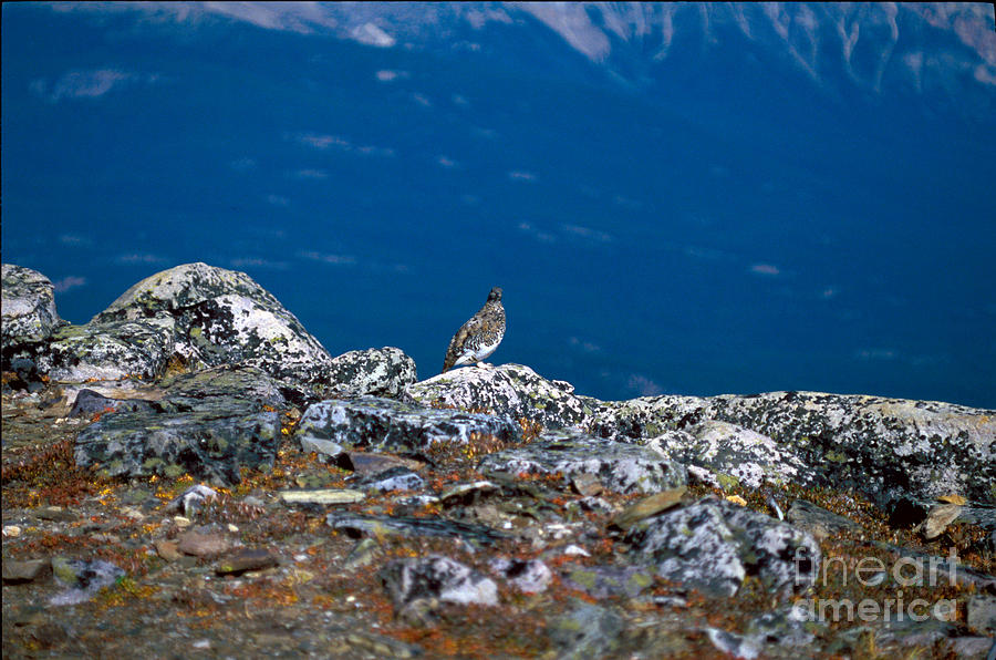 Jasper - White-tailed Ptarmigan Photograph by Terry Elniski