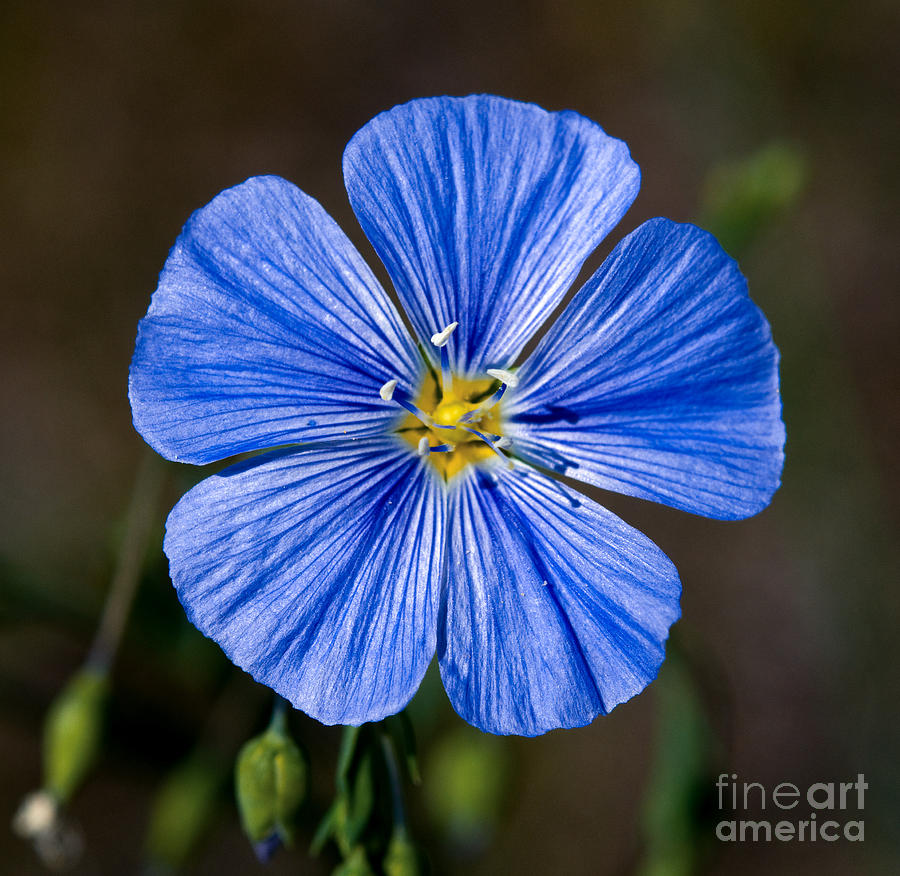 Jasper - Wild Blue Flax Photograph by Terry Elniski
